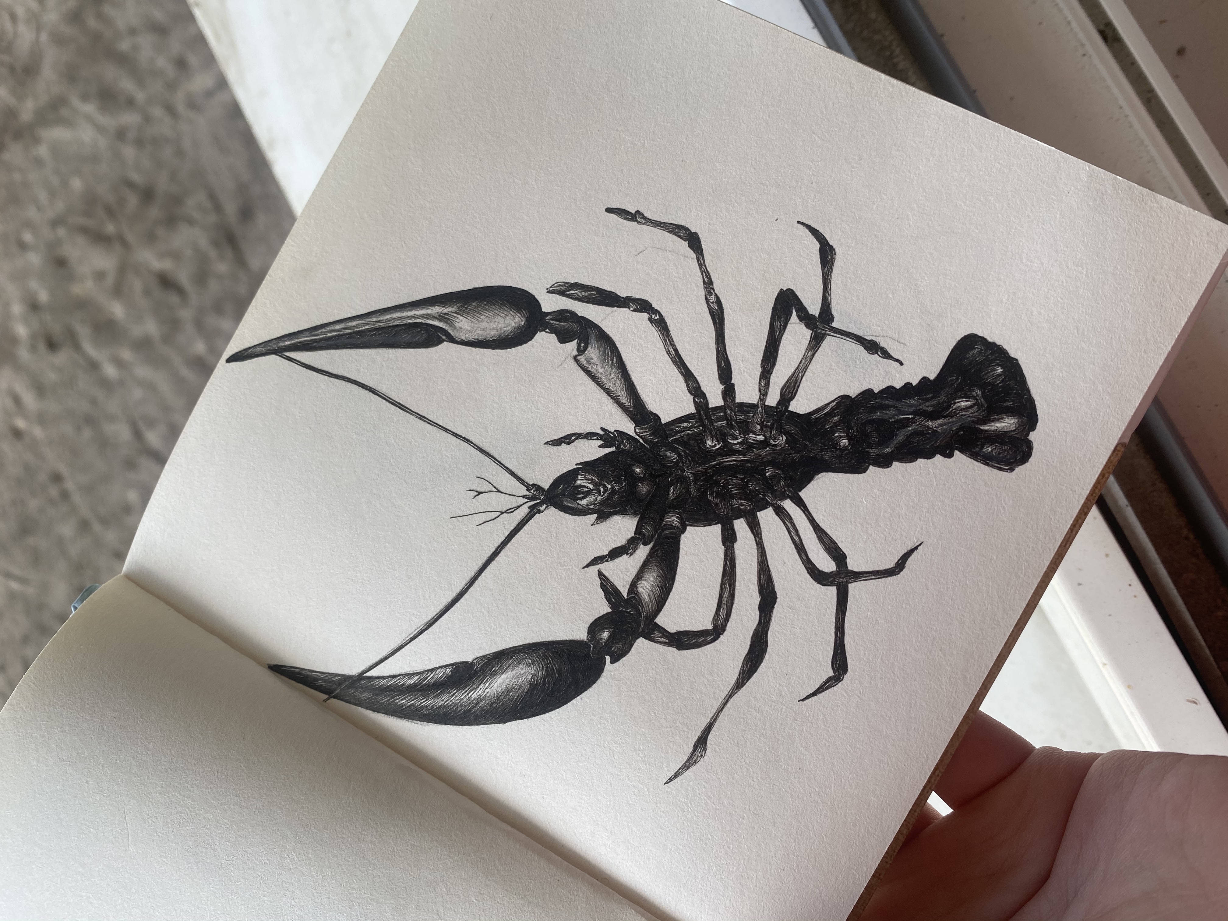 Crux Crustacea